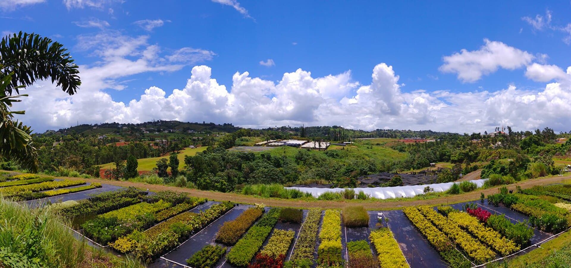 Paisaje agrícola, barrio Quebradillas, Barranquitas
